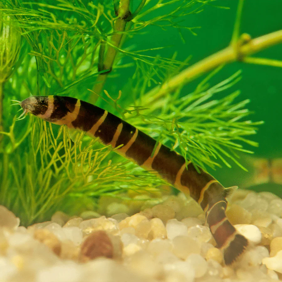 Kuhli Loach - Image 2