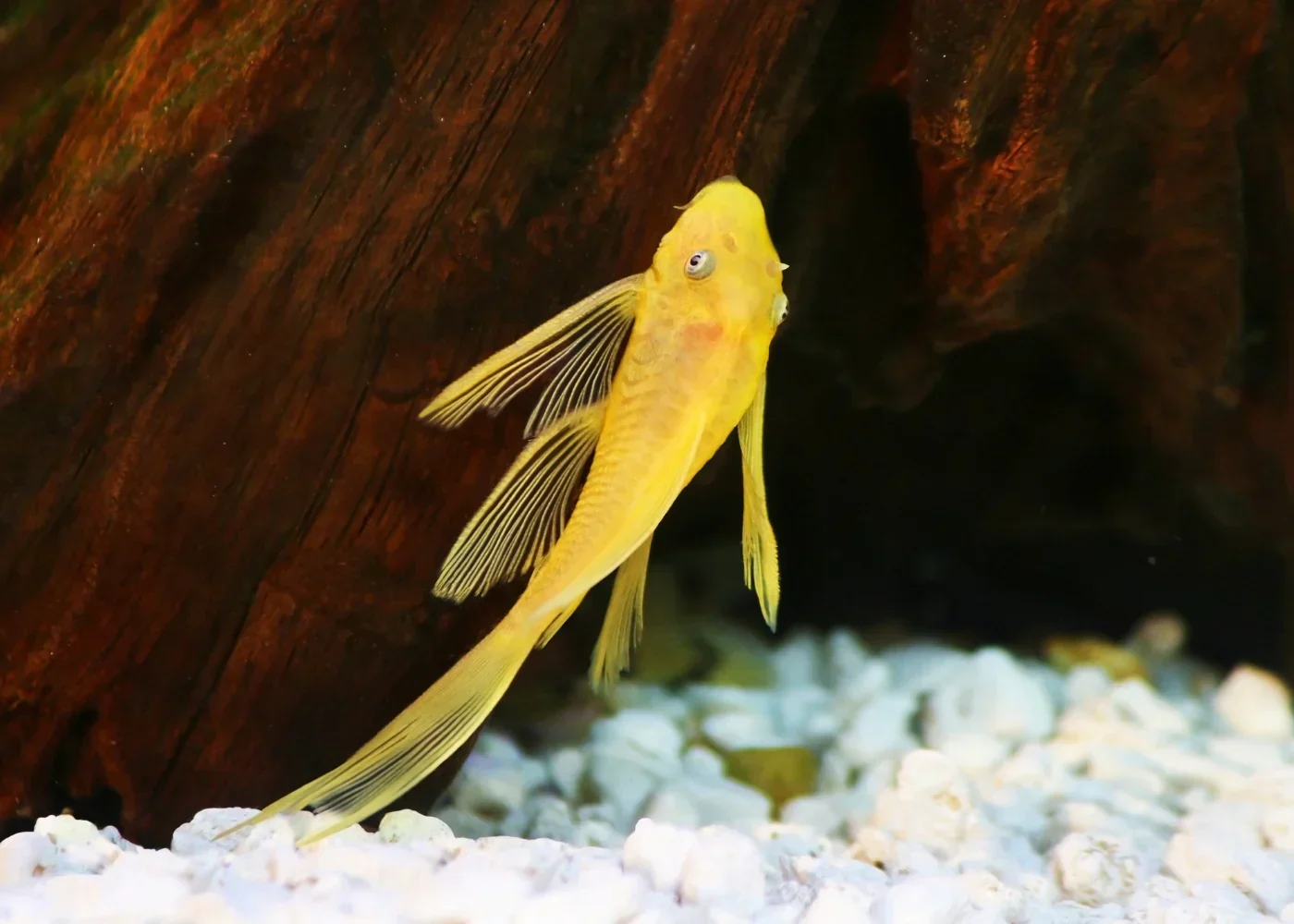 L144 Blue Eye Lemon Bristlenose Pleco (Ancistrus sp) - Image 2