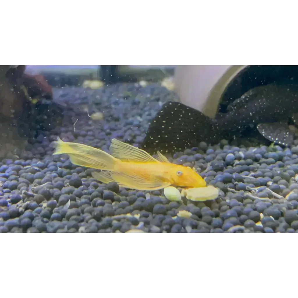 L144 Blue Eye Lemon Bristlenose Pleco (Ancistrus sp) - Image 3