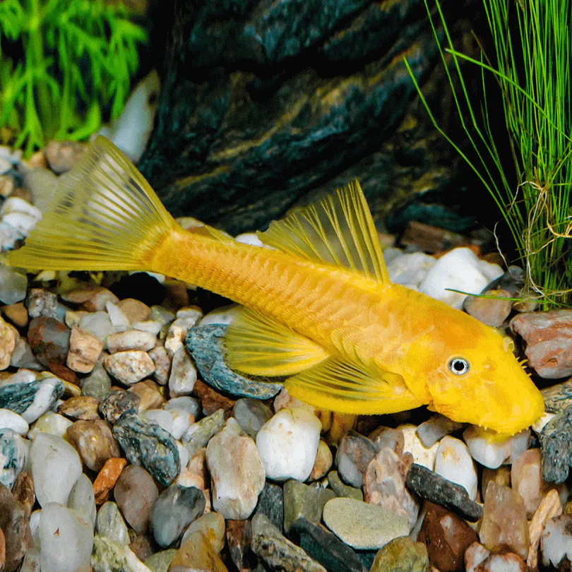 L144 Blue Eye Lemon Bristlenose Pleco (Ancistrus sp) - Image 4
