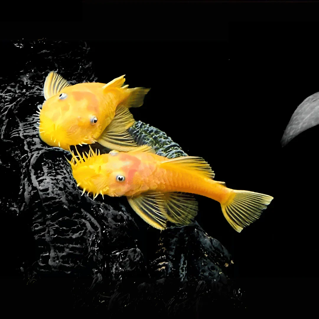 L144 Blue Eye Lemon Bristlenose Pleco (Ancistrus sp) - Image 5