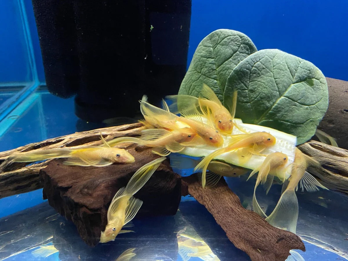 L144 Blue Eye Lemon Bristlenose Pleco (Ancistrus sp) - Image 6