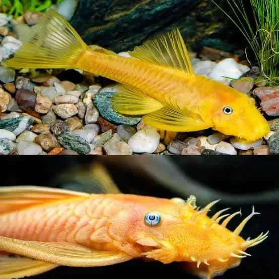 L144 Blue Eye Lemon Bristlenose Pleco (Ancistrus sp) - Image 7