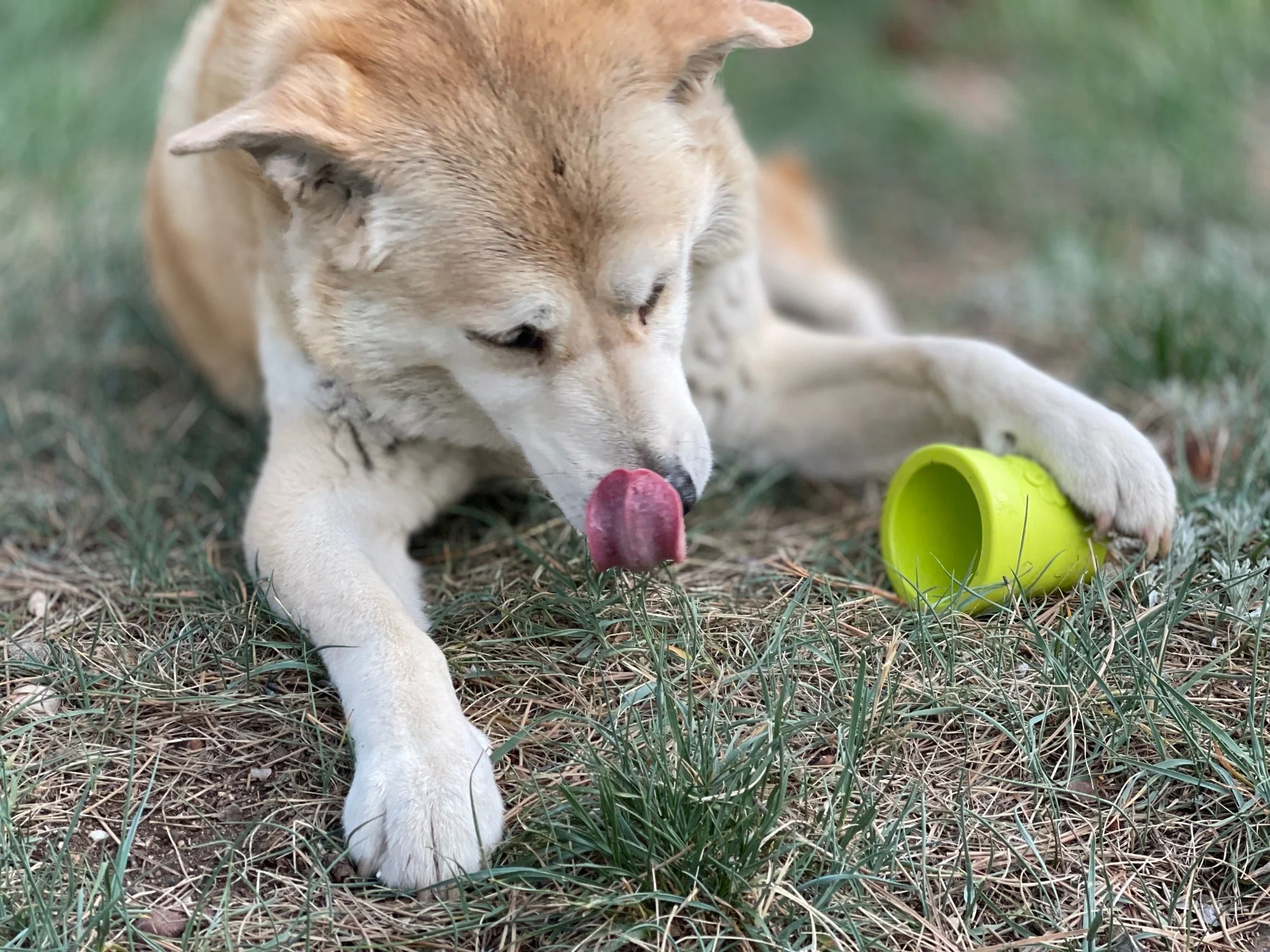 Large Flower Pot eCup Dog Treat Dispenser | Durable USA-Made Enrichment Toy | SodaPup - Image 11