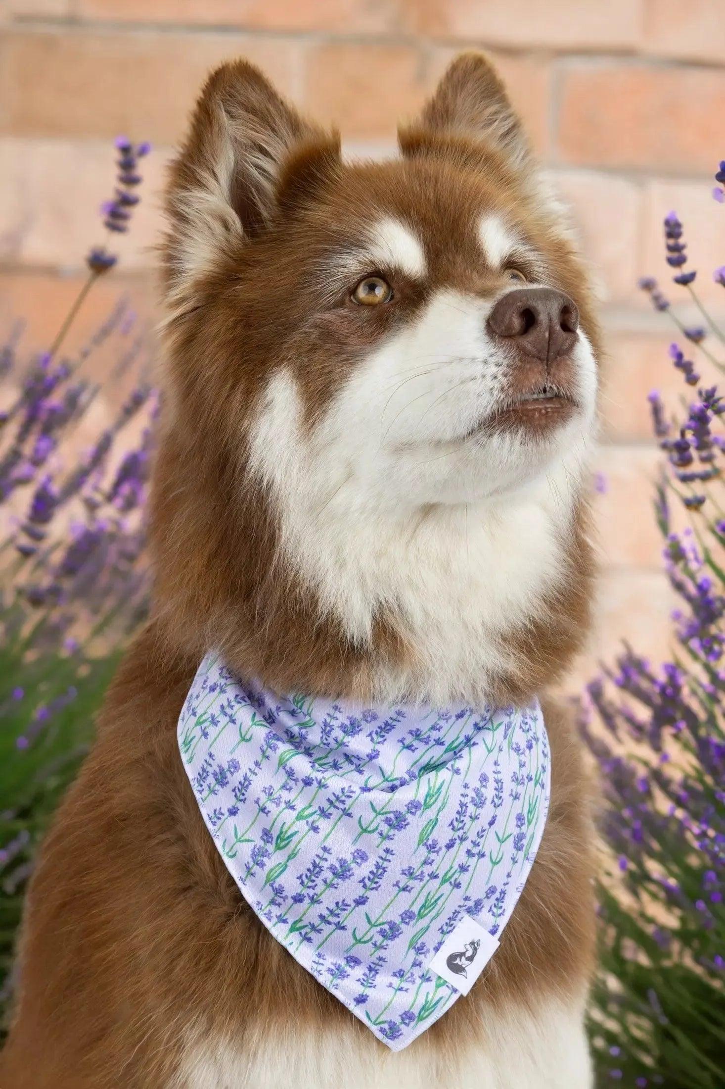 Lavender Blooms Dog Bandana - Image 2