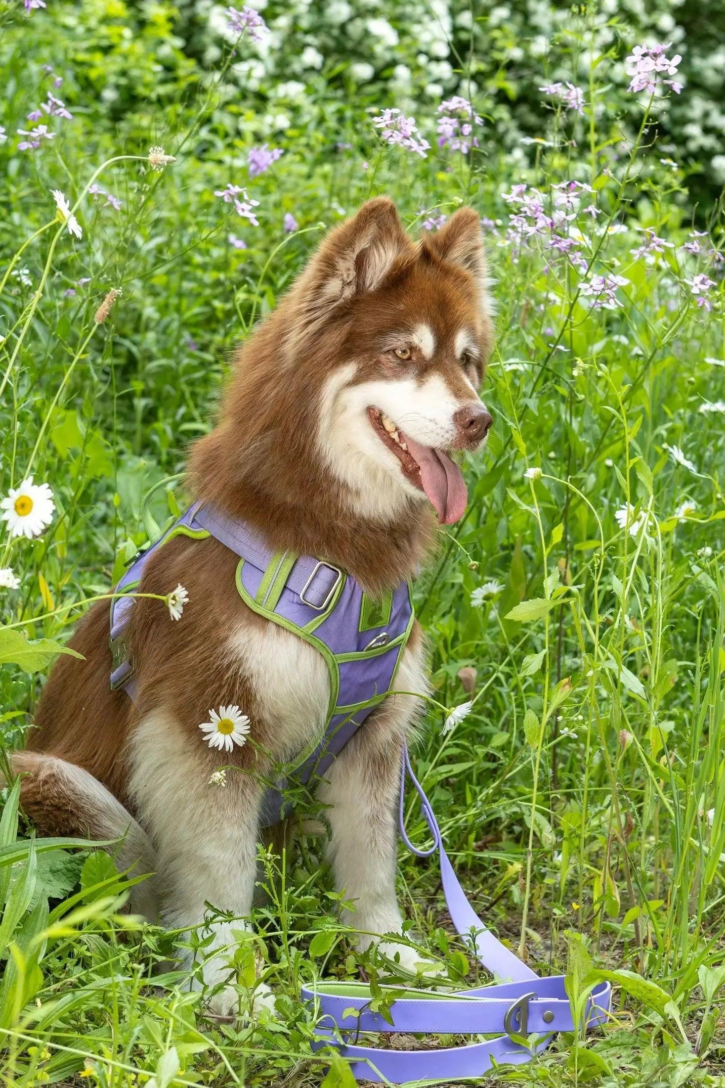 Lavender Garden Ultimate Dog Harness - Image 2