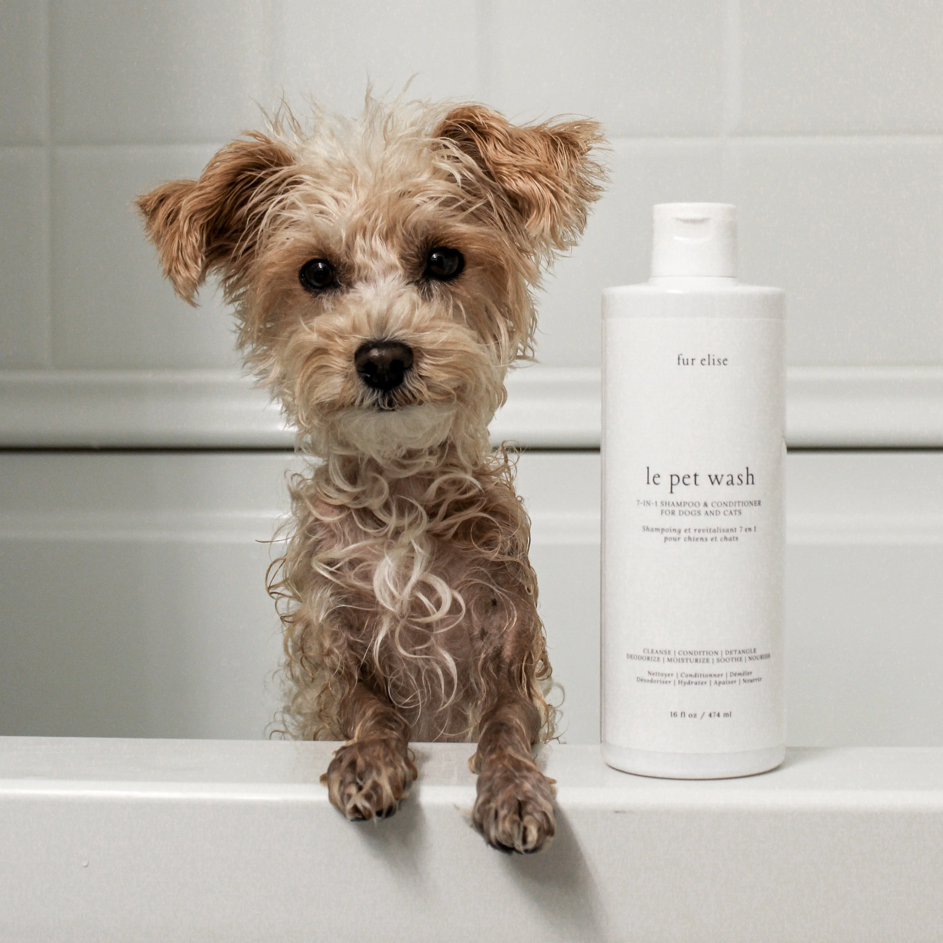 Le Pet Wash - Image 6