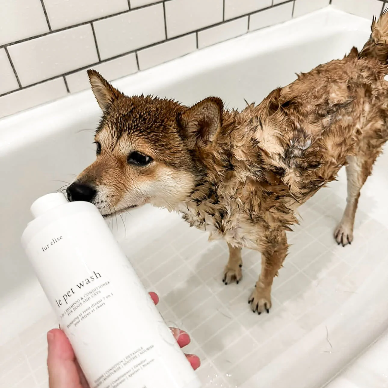 Le Pet Wash - Image 8