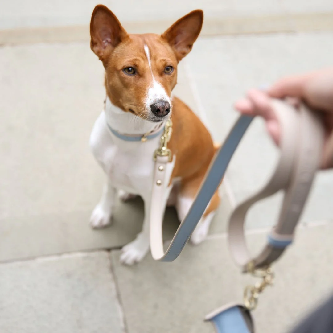 Leash 4ft - Vegan Leather - Cupertino - Image 13