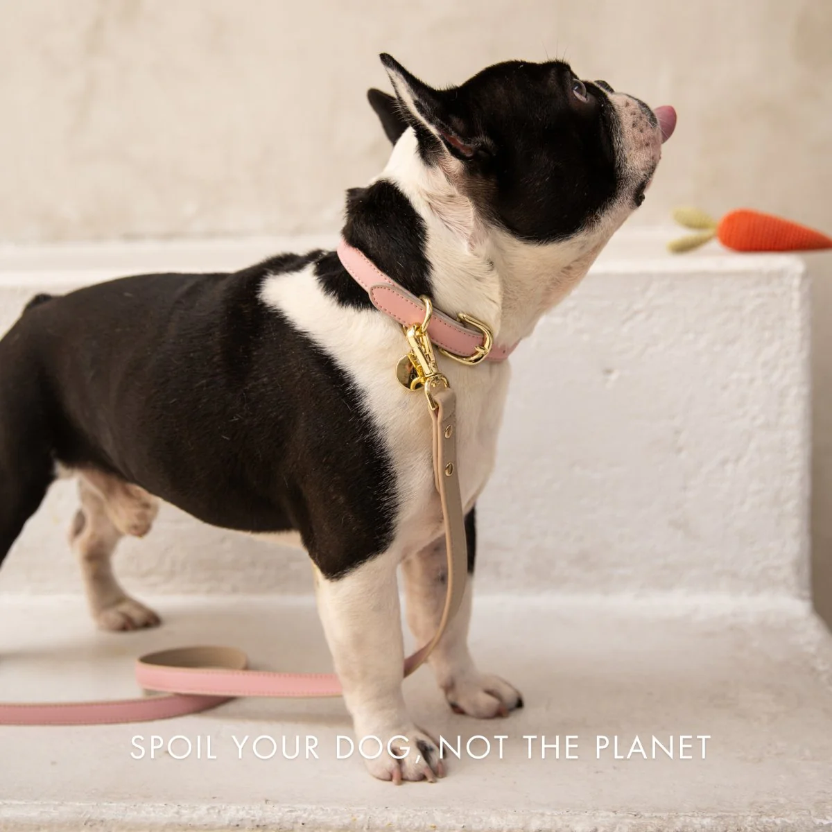 Leash 4ft - Vegan Leather - Cupertino - Image 20