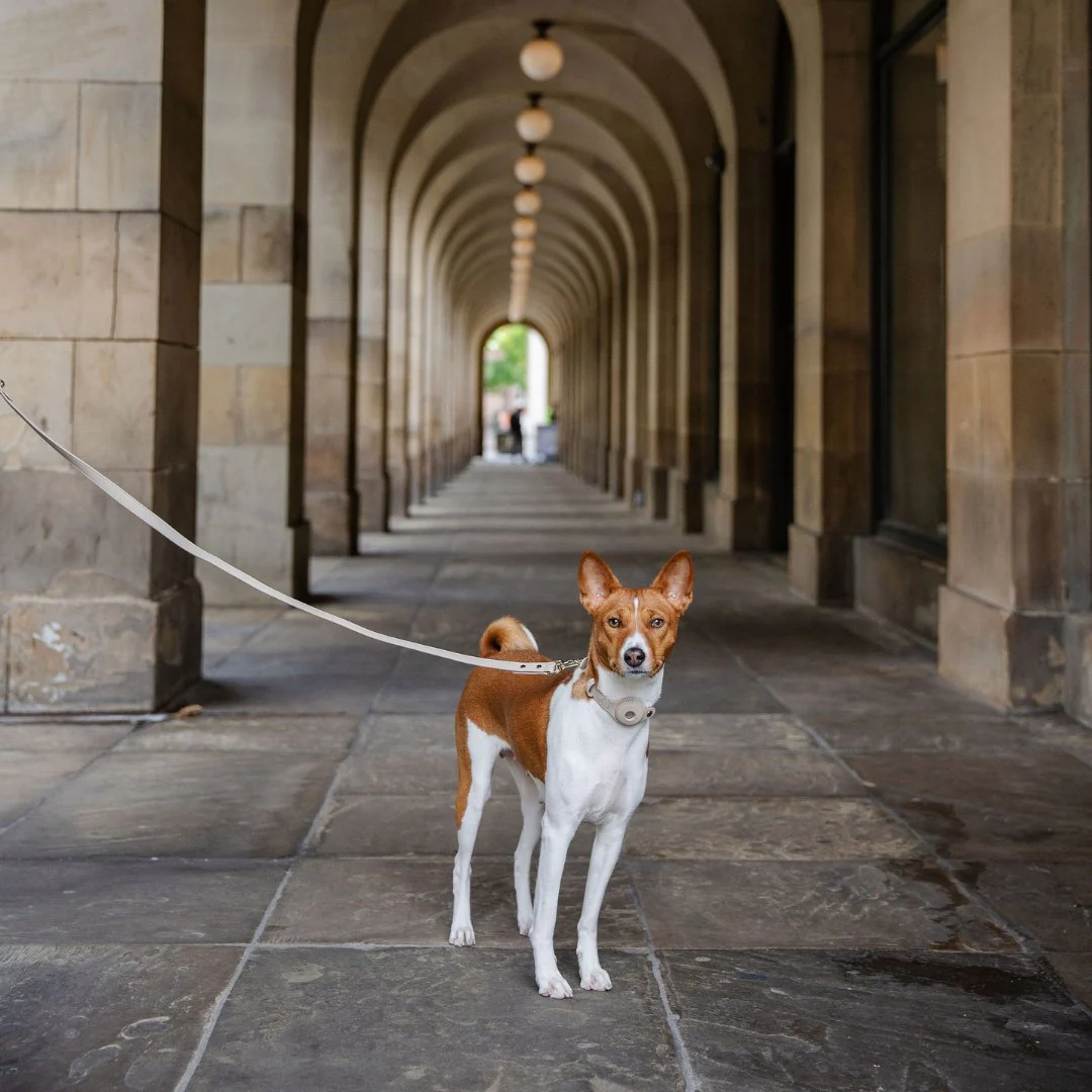 Leash 4ft - Vegan Leather - Cupertino - Image 5