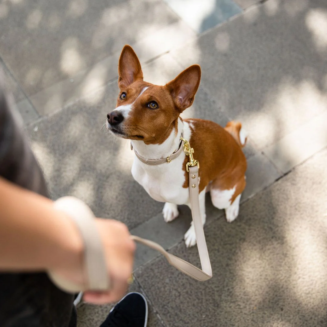 Leash 4ft - Vegan Leather - Cupertino - Image 7