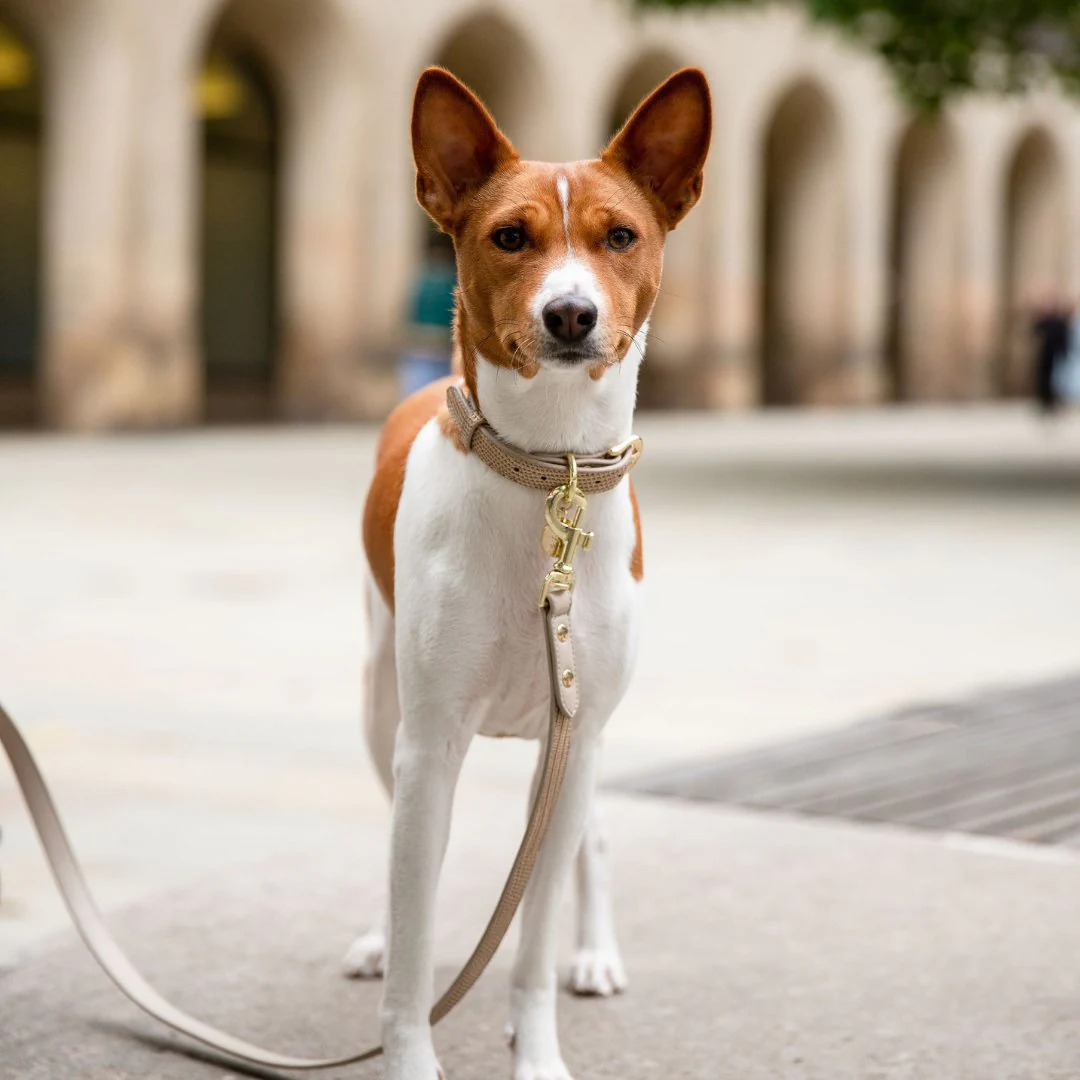 Leash 4ft - Vegan Leather - Milan - Image 11