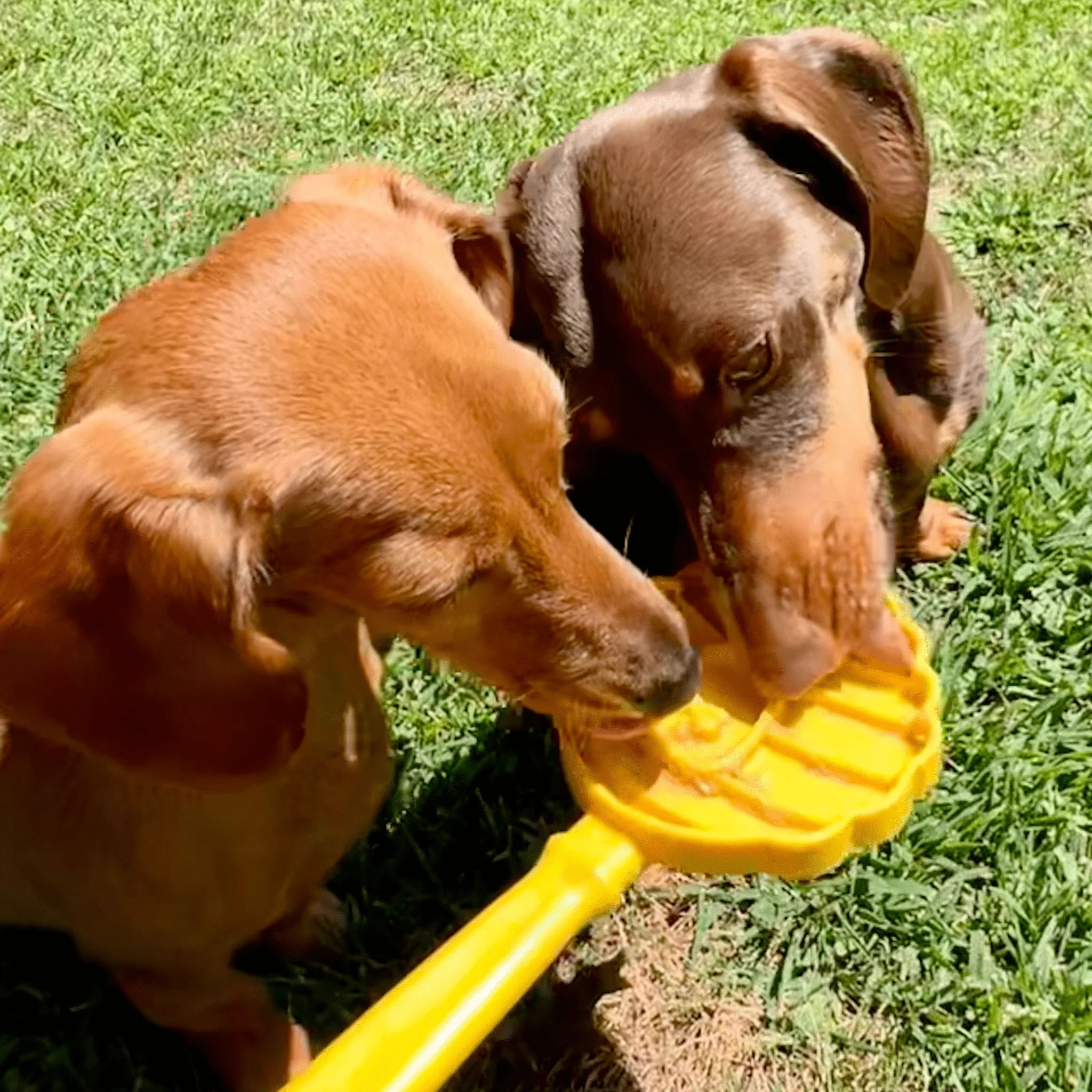 Lick Sticks | Interactive Dog Training Toy - Image 10