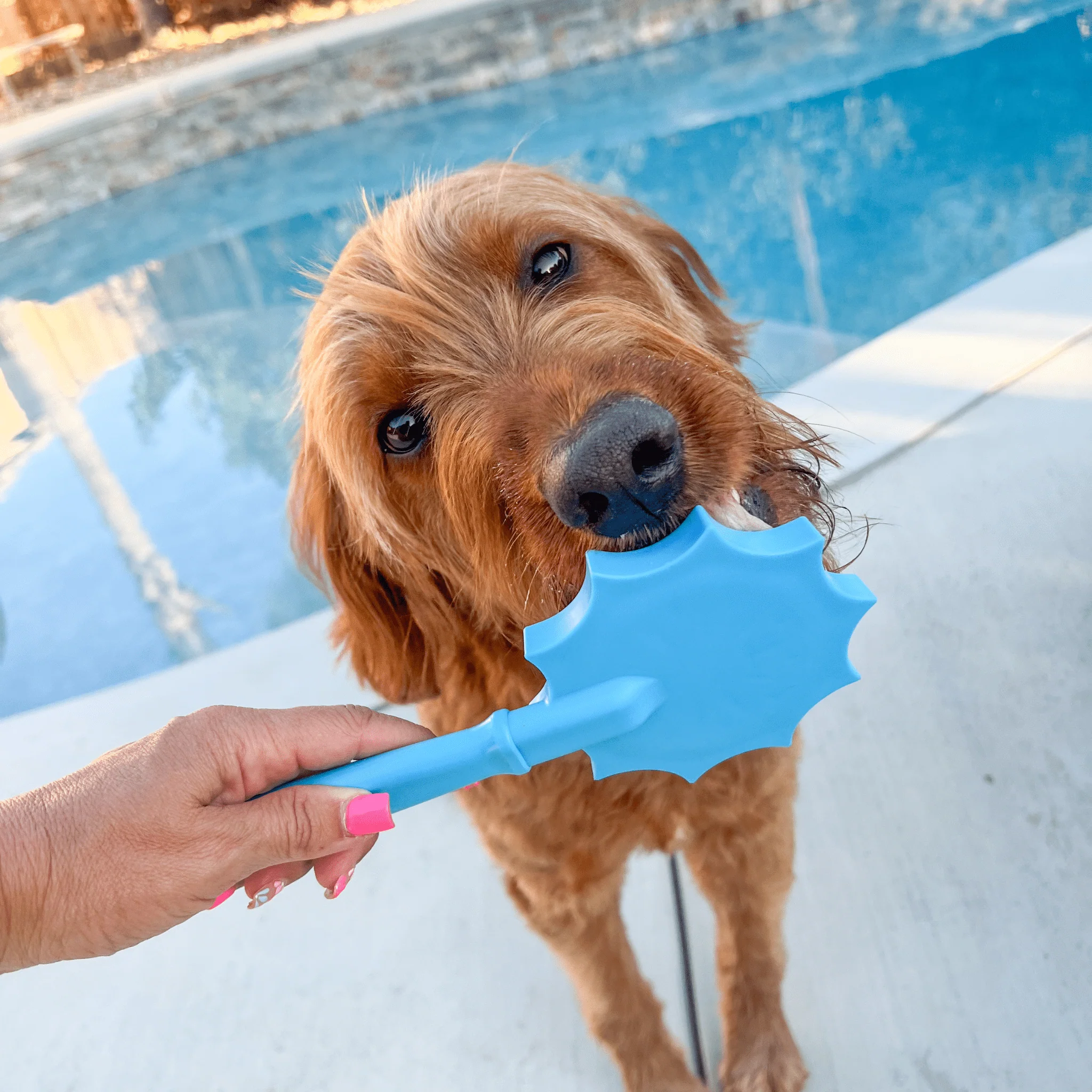 Lick Sticks | Interactive Dog Training Toy - Image 16