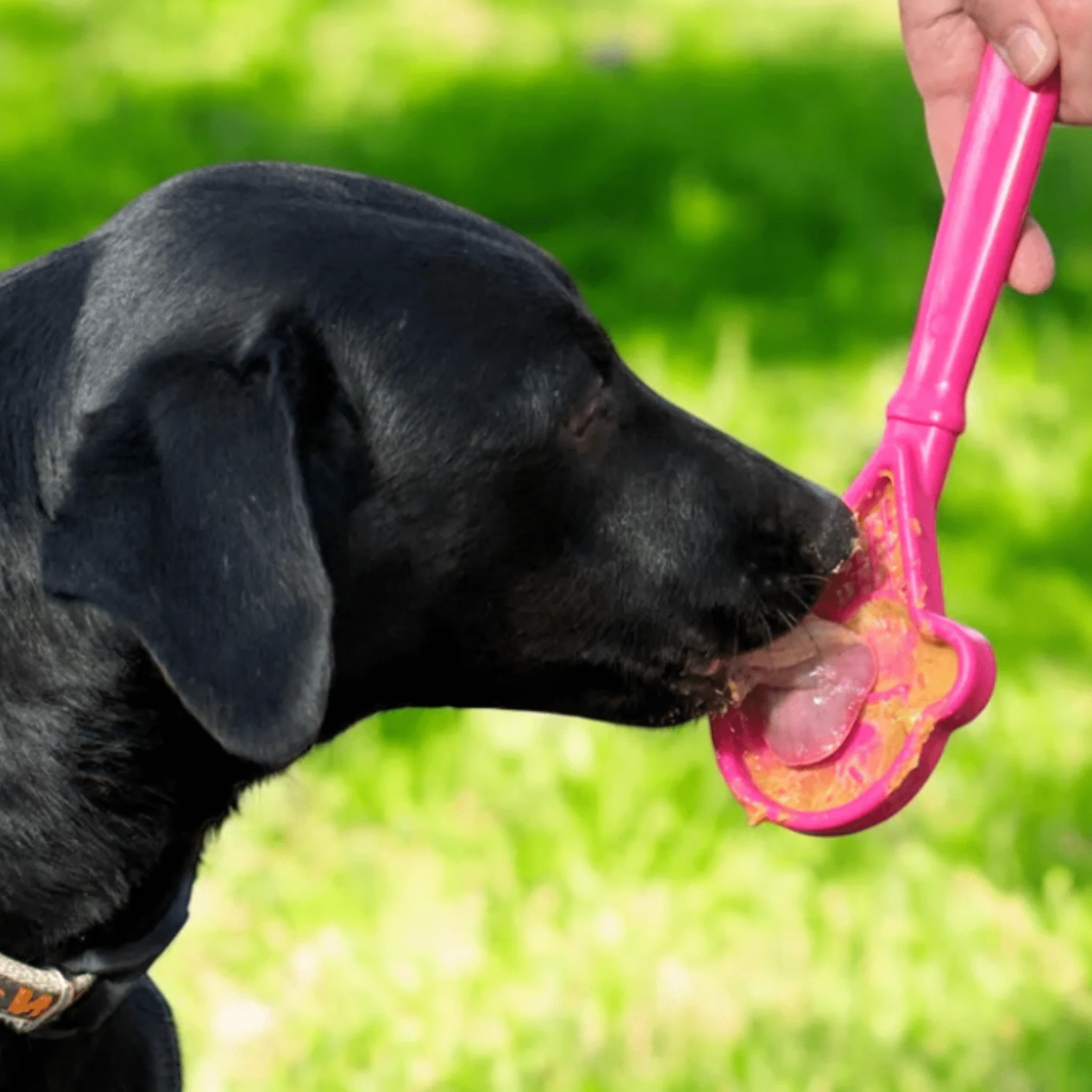 Lick Sticks | Interactive Dog Training Toy - Image 5