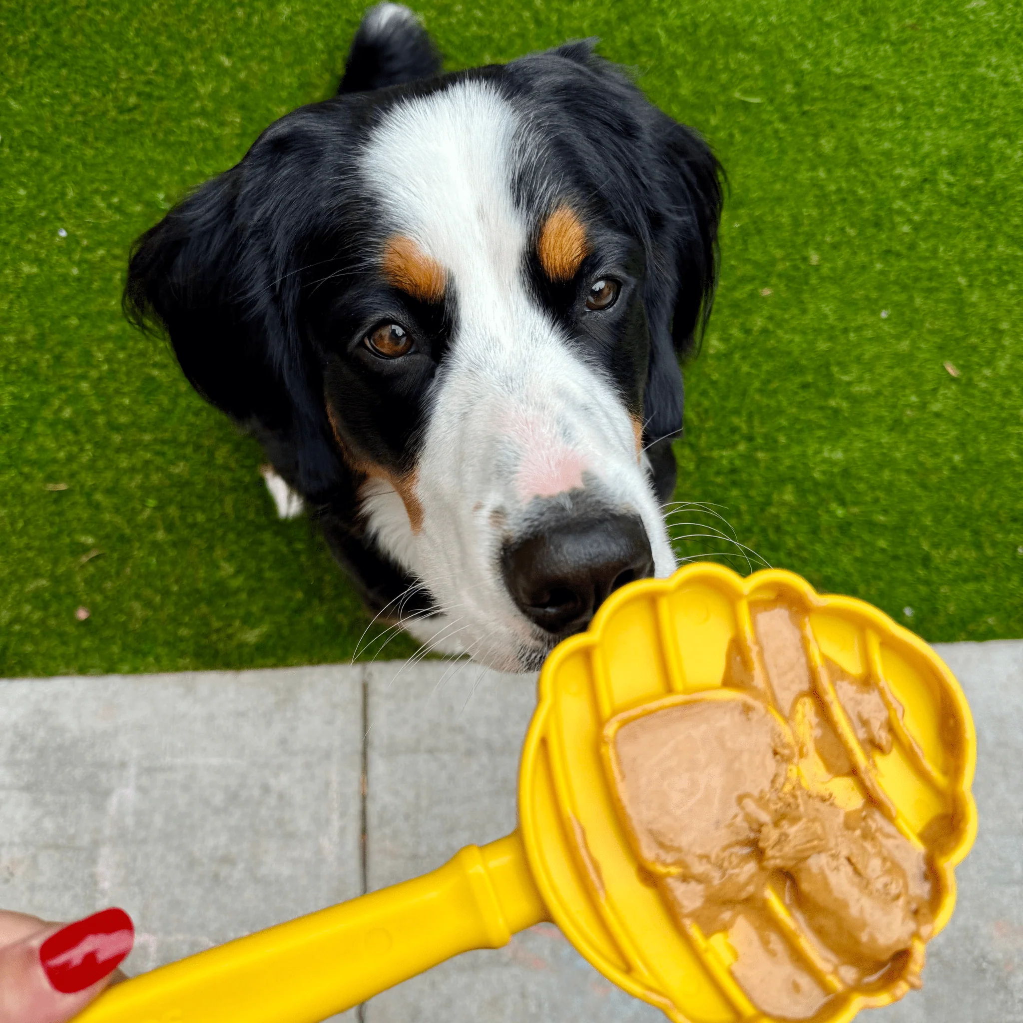 Lick Sticks | Interactive Dog Training Toy - Image 9