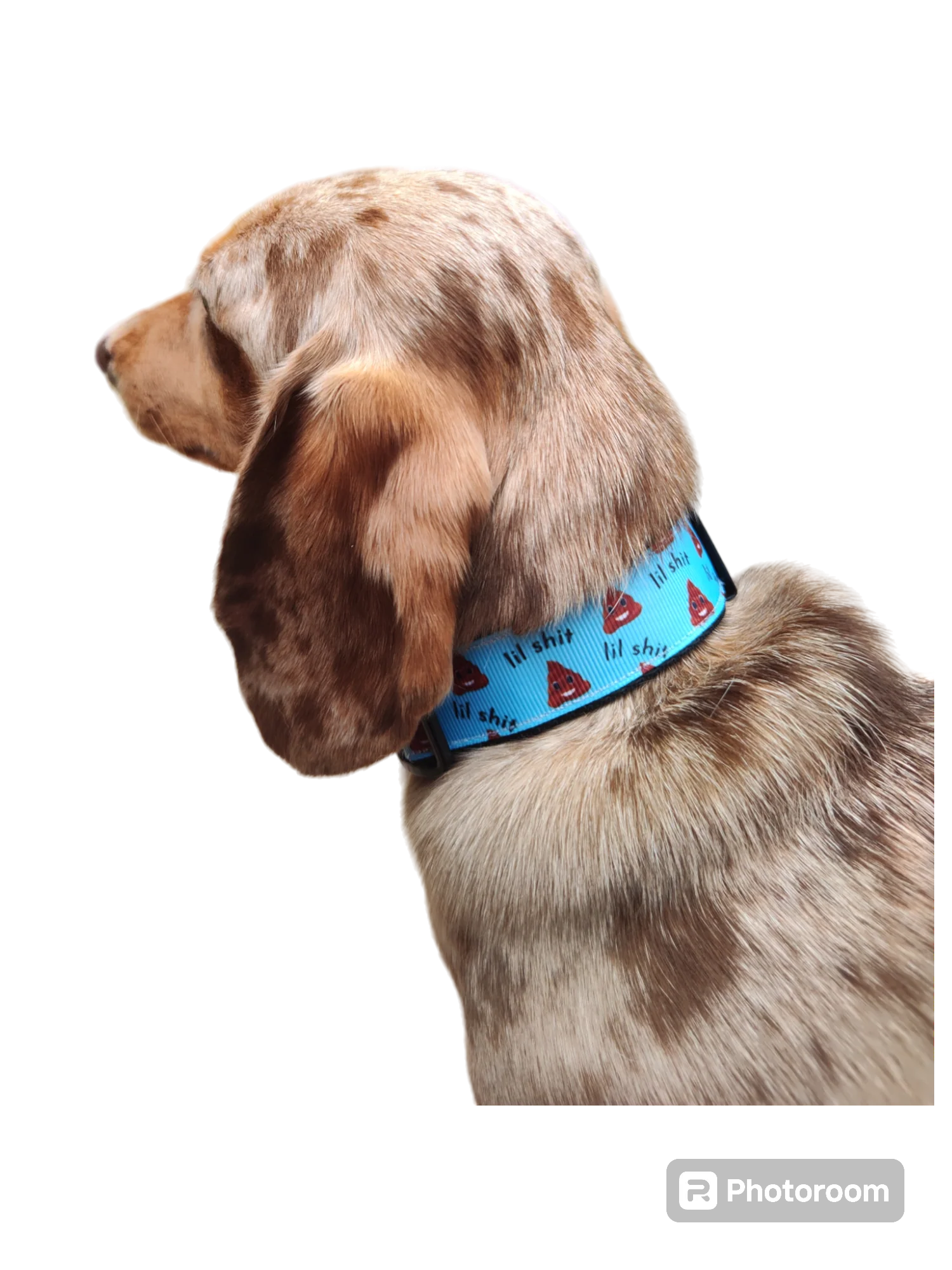Lil Shit Black Nylon Dog Collar MD, LG, XL, Leash - Image 5