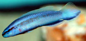 Longfin Indigo Dottyback ( Pseudochromis fridmani x sankeyii) - Image 2