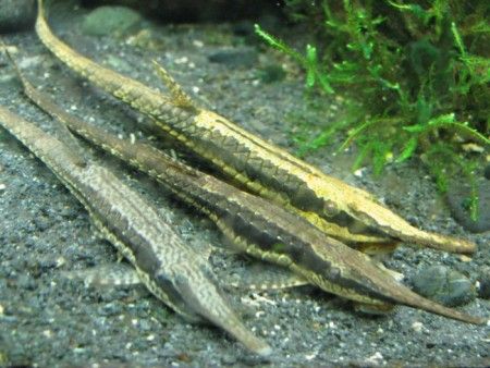 Longnose Twig Catfish (Farlowella gracilis) - Image 2