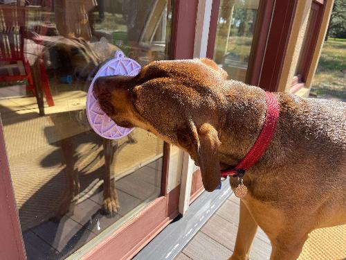 Lotus Design emat - Enrichment Lick Mat For Dogs and Cats - With Suction Cups | USA Made - Image 13