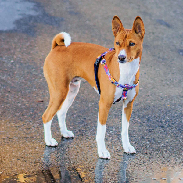 Love Graffiti Blue Freedom No-Pull Dog Harness – Earthstyle - Image 8
