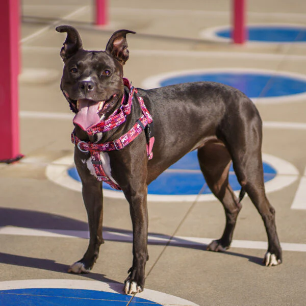 Love Graffiti Red Freedom No-Pull Dog Harness – Earthstyle - Image 8