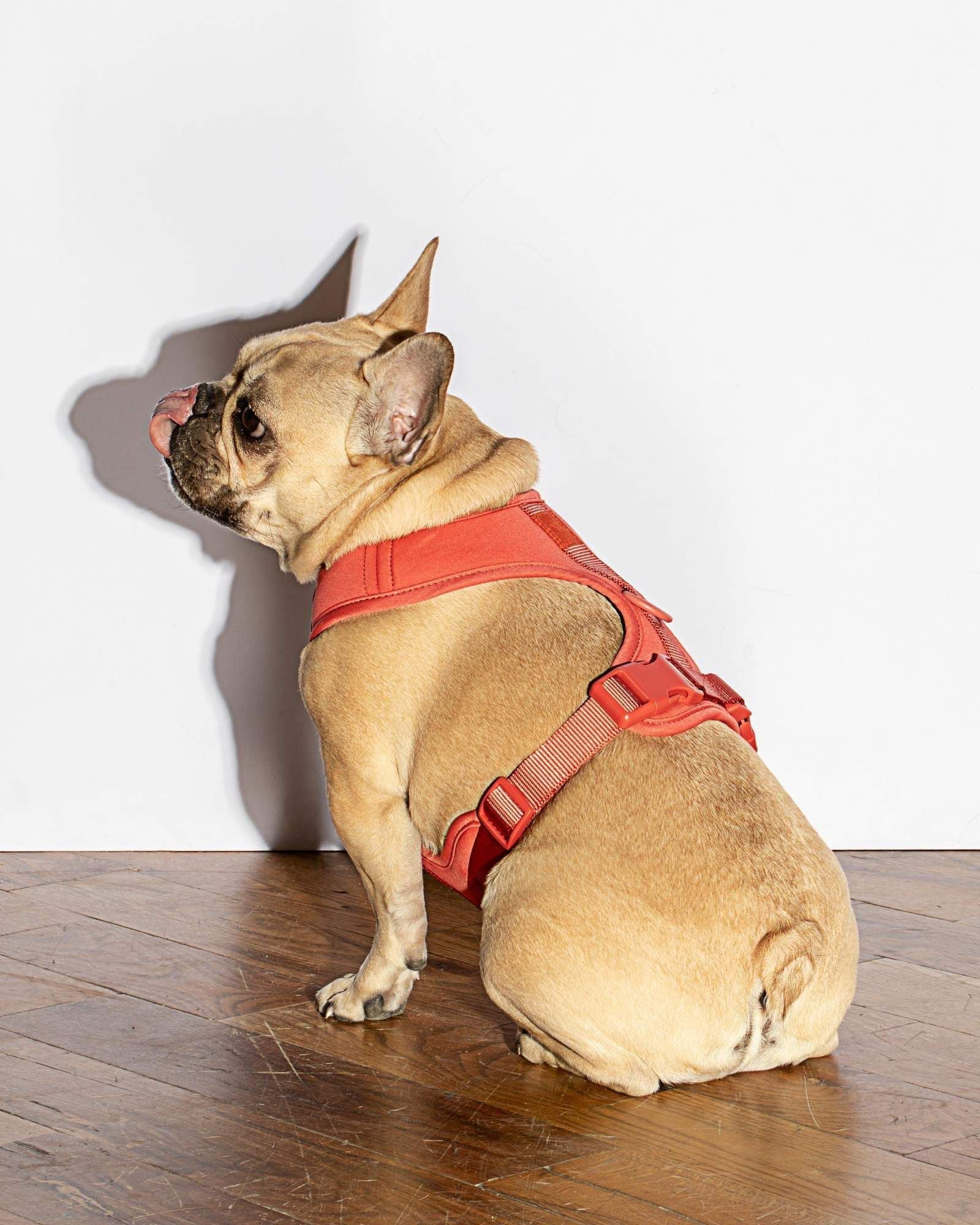 Luxe Harness - Image 7