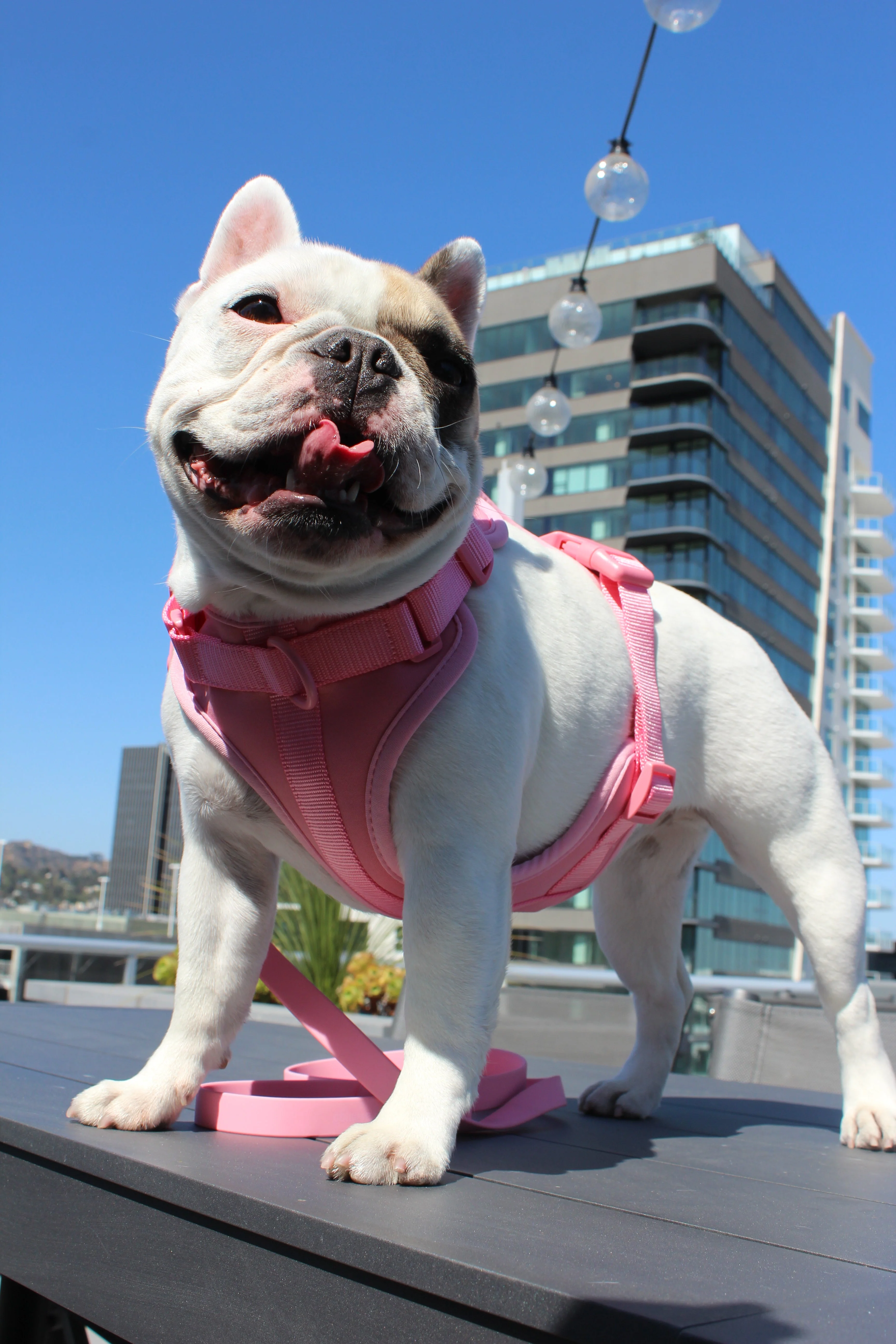 Luxe Harness - Hibiscus - Image 2