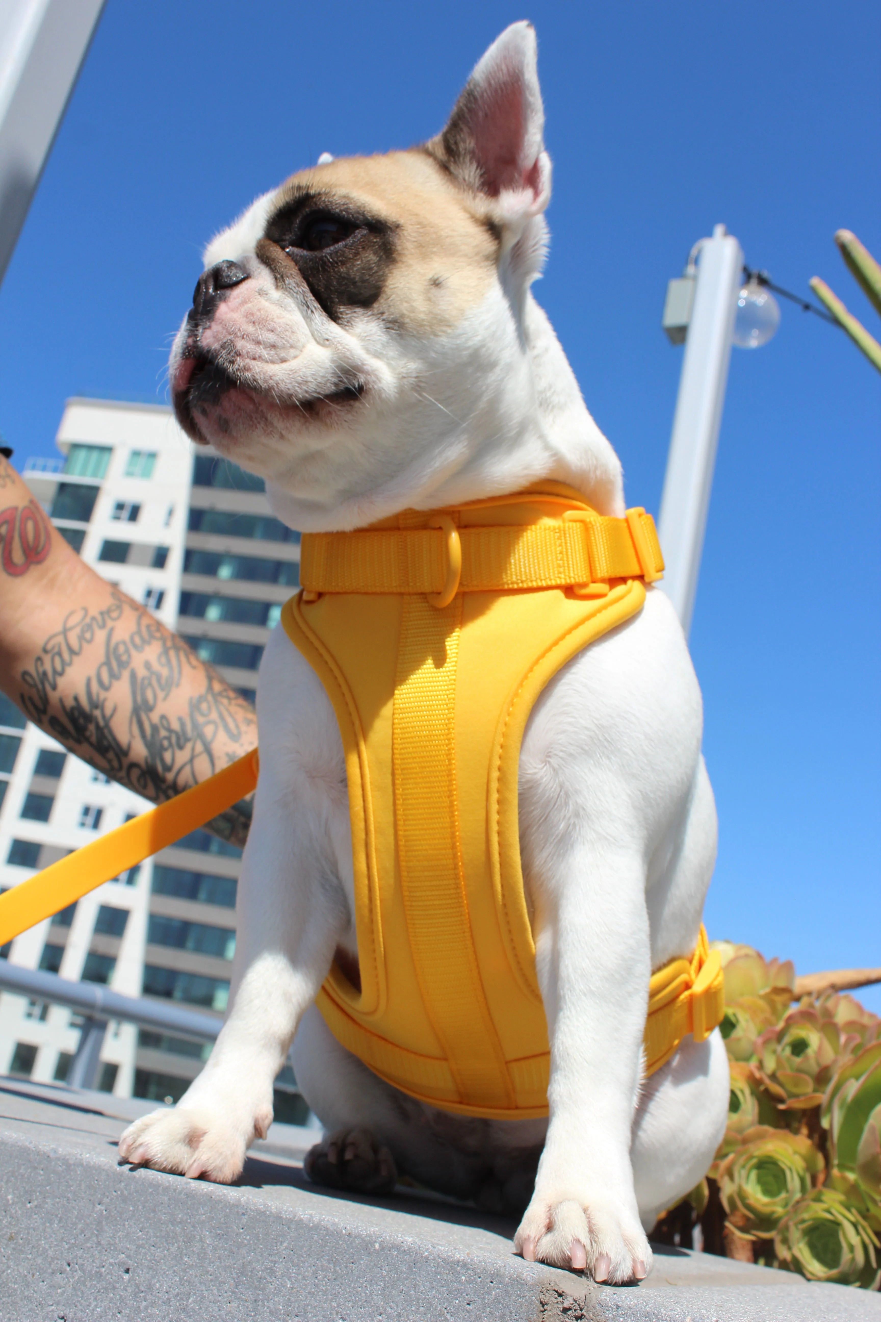 Luxe Harness - Soleil - Image 2
