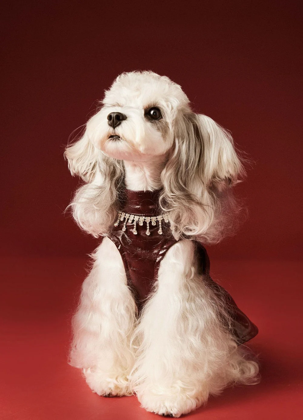 Luxe Leather Pet Beret Dress With Hat - Image 6