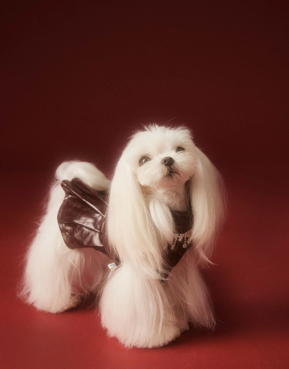 Luxe Leather Pet Beret Dress With Hat - Image 7