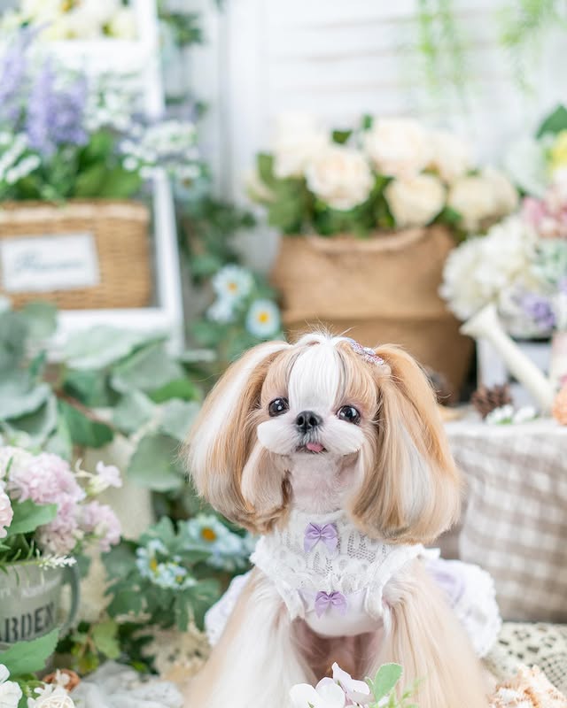 Luxury design dog dress velvet rose 2 colors - Image 3