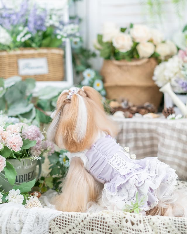 Luxury design dog dress velvet rose 2 colors - Image 4