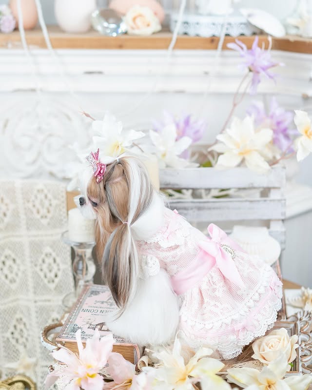 Luxury design dog dress vintage lace - Image 3