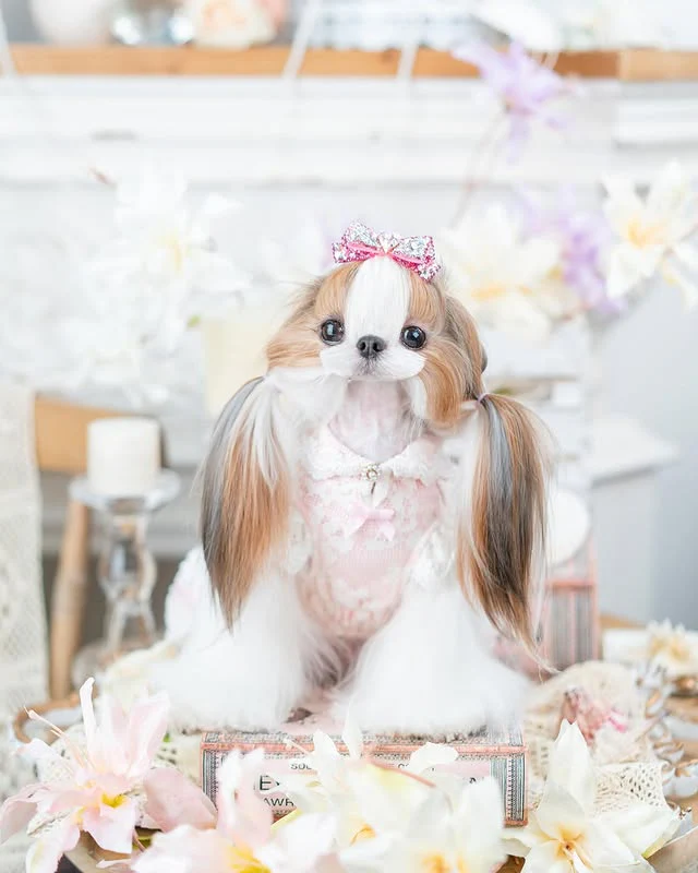 Luxury design dog dress vintage lace - Image 4