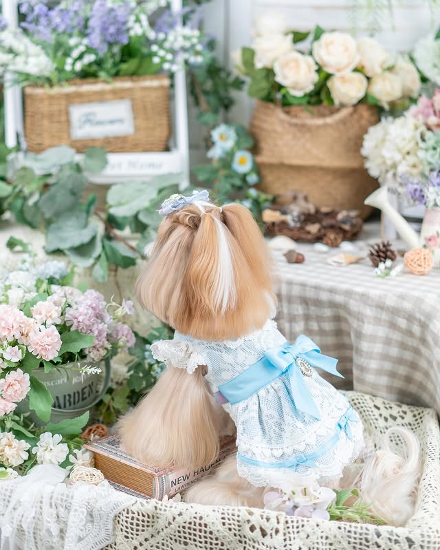 Luxury design dog dress vintage lace - Image 5