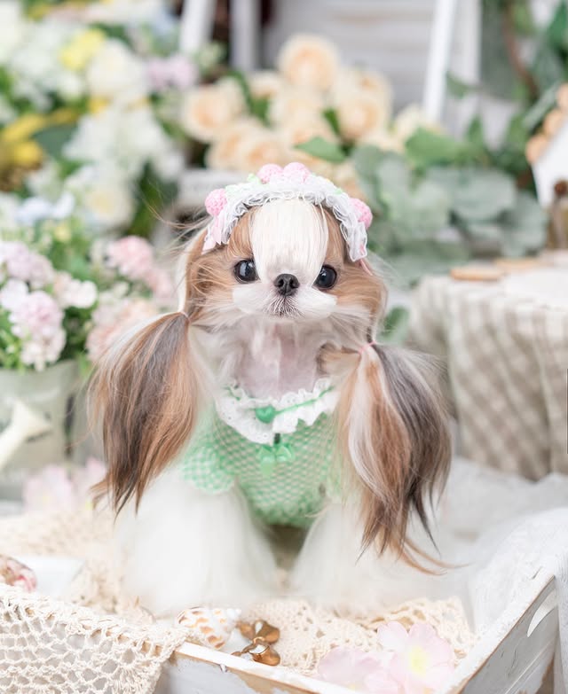 Luxury design dog Lacy Princess Puff Dress - Image 6