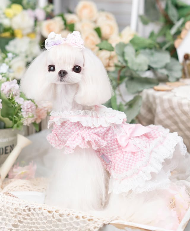 Luxury design dog Lacy Princess Puff Dress - Image 8