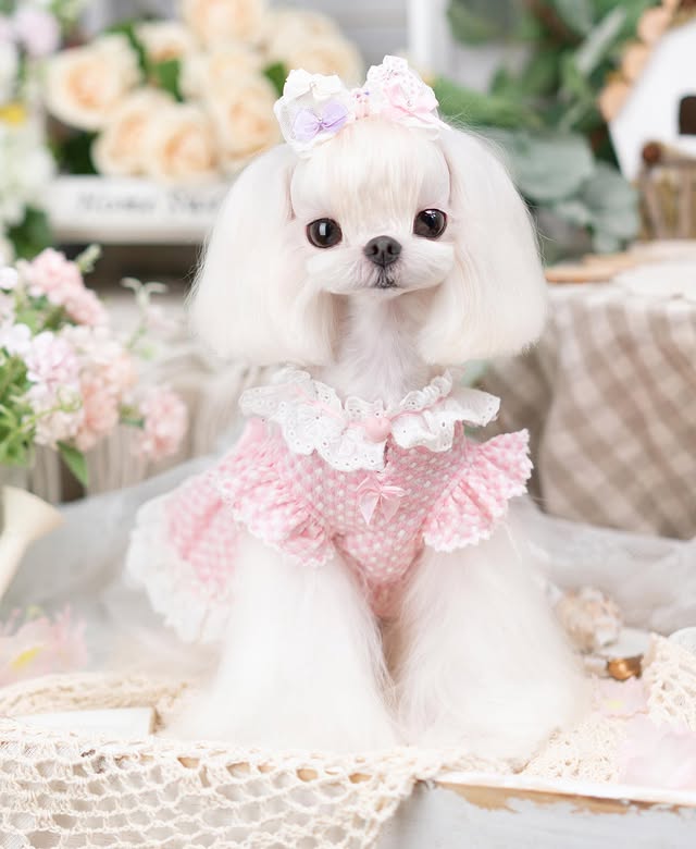 Luxury design dog Lacy Princess Puff Dress - Image 9