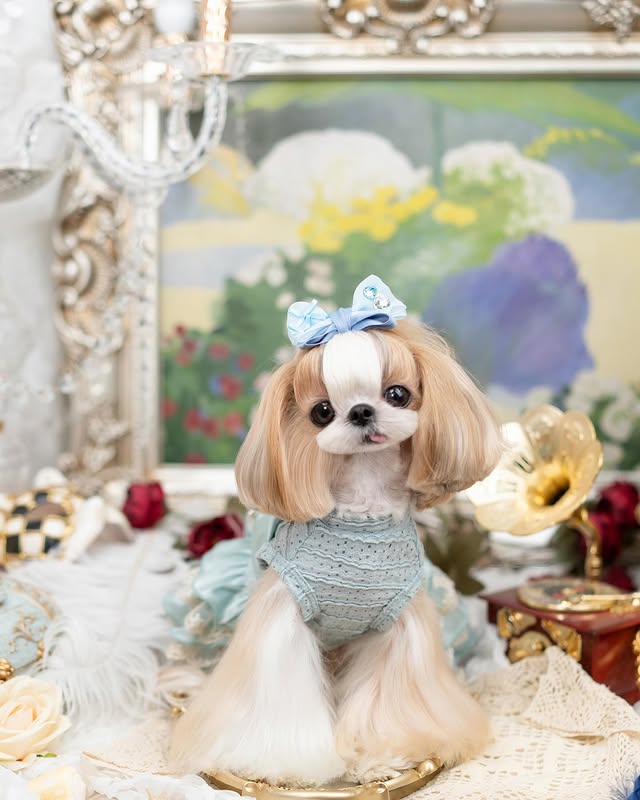 Luxury design high quality dog dress lace big bow - Image 3