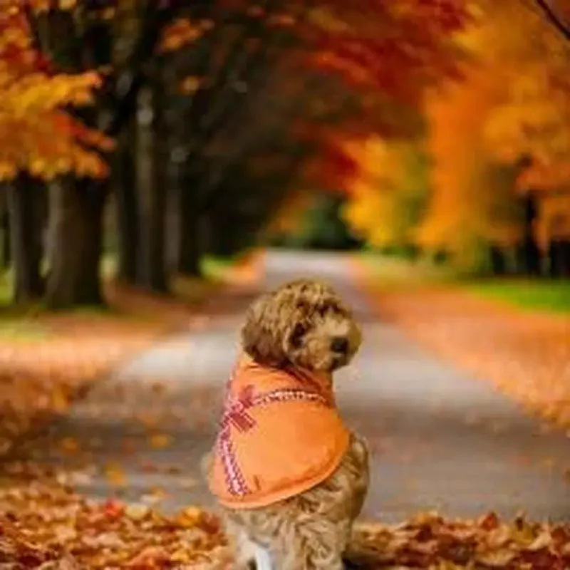 Luxury Designer Dog T-Shirt for Small Dogs | Chic Pet Apparel - Image 4