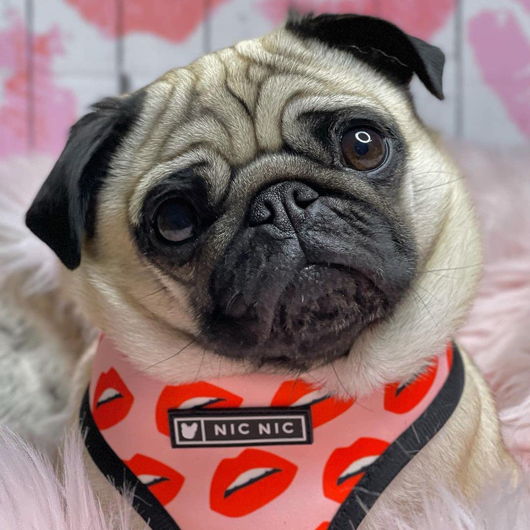 Luxury Red Lips Breathable Mesh Harness Chest Back + Traction - Image 5