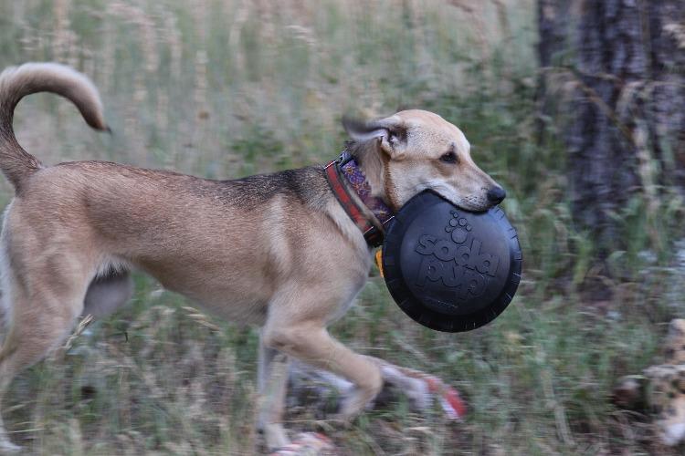 Magnum Bottle Top Flyer Rubber Frisbee for Heavy Chewers | Large | USA Made - Image 9