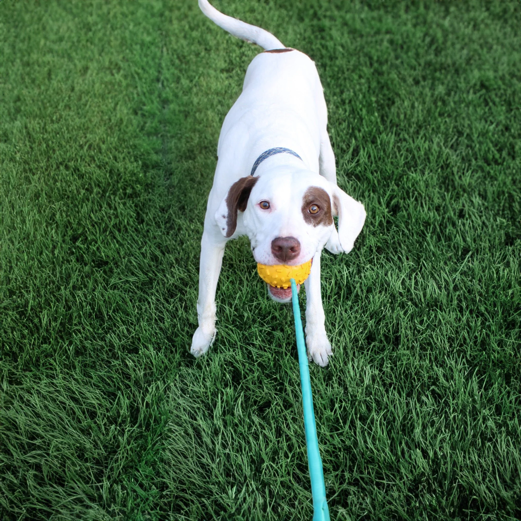 Mako Treat n Chew Rope Toy - Image 2