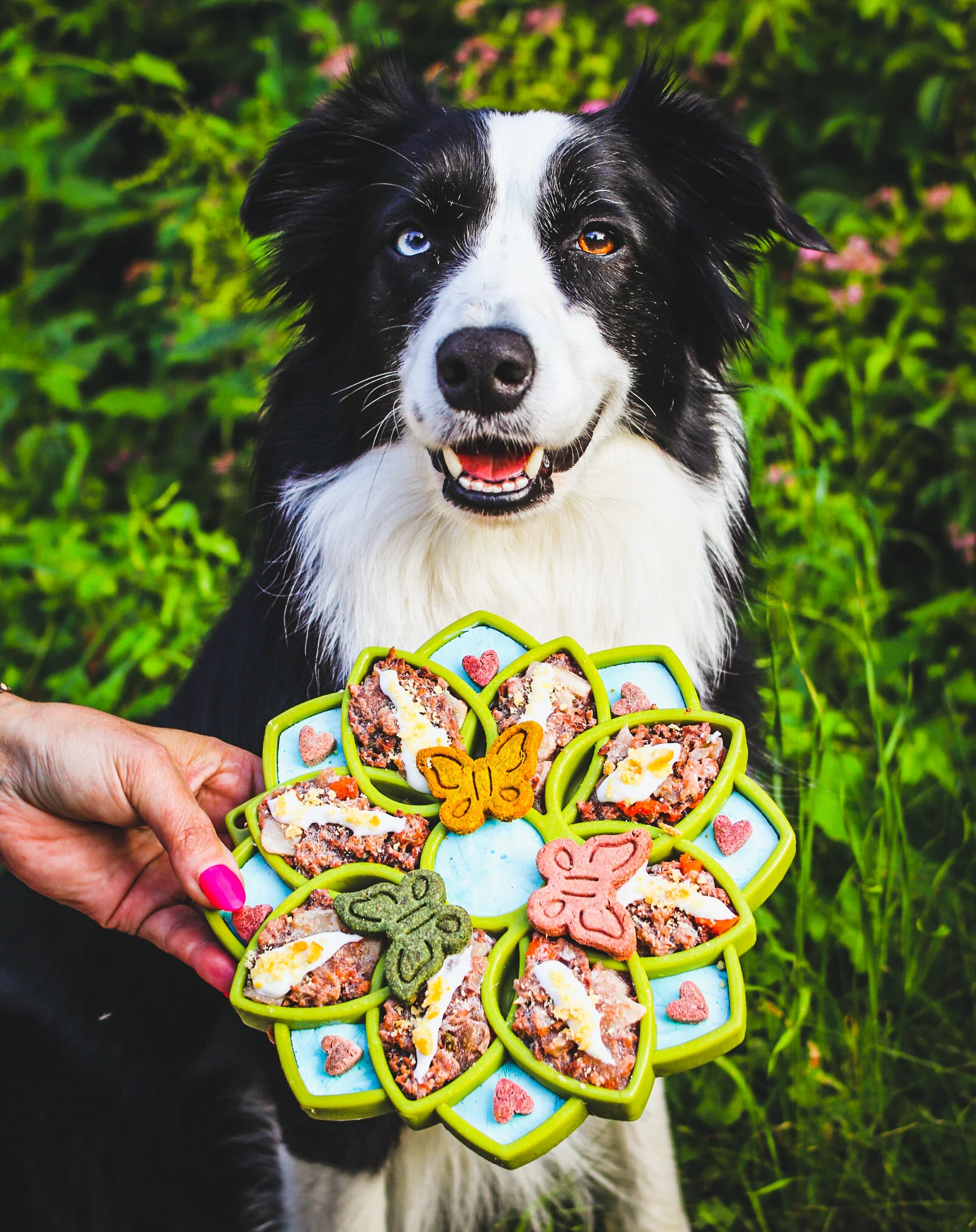 Mandala eTray Shallow Slow Feeder Dog Bowl for Enrichment | USA Made - Image 9
