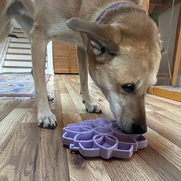 Mandala Softie eTray Shallow Slow Feeder Dog Bowl with Suction Cups |  USA Made - Image 9