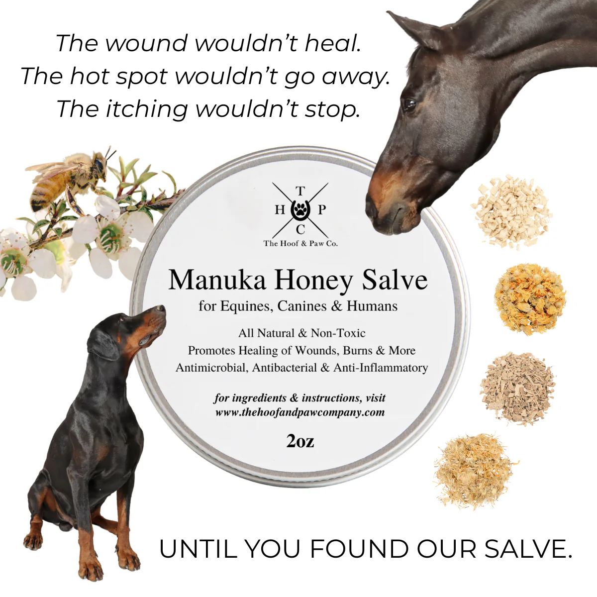 Manuka Honey Salve for Dogs, Horses & Humans - Image 2