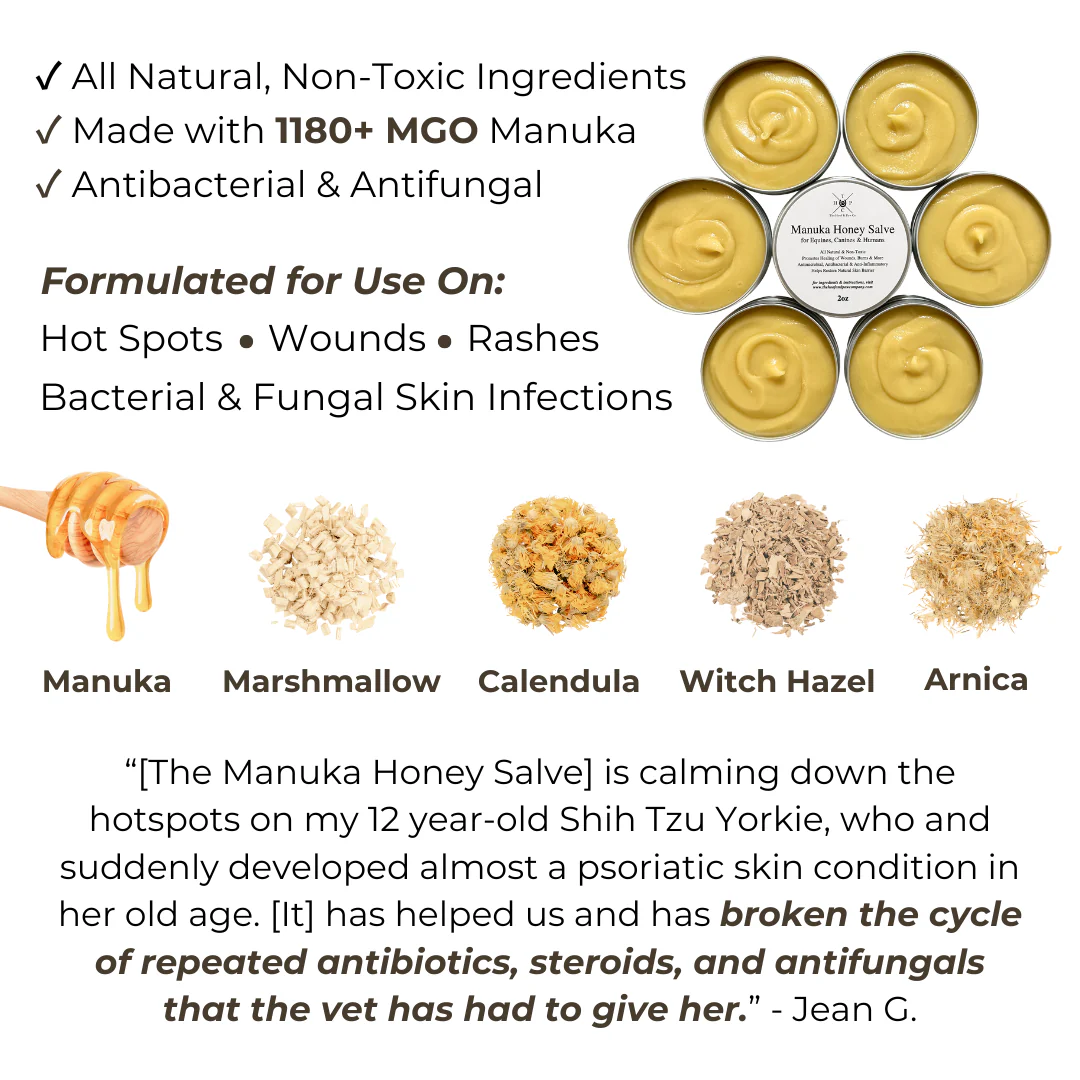 Manuka Honey Salve for Dogs, Horses & Humans - Image 3