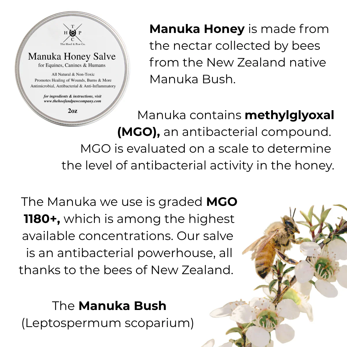 Manuka Honey Salve for Dogs, Horses & Humans - Image 4
